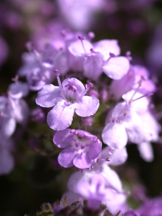 Thymus serpyllum, Sandthymian, Teppich-Thymian