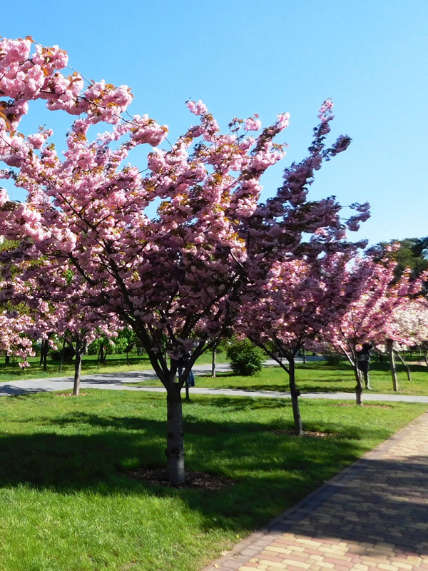 Prunus serrulata 'Kanzan' - Stämmchen