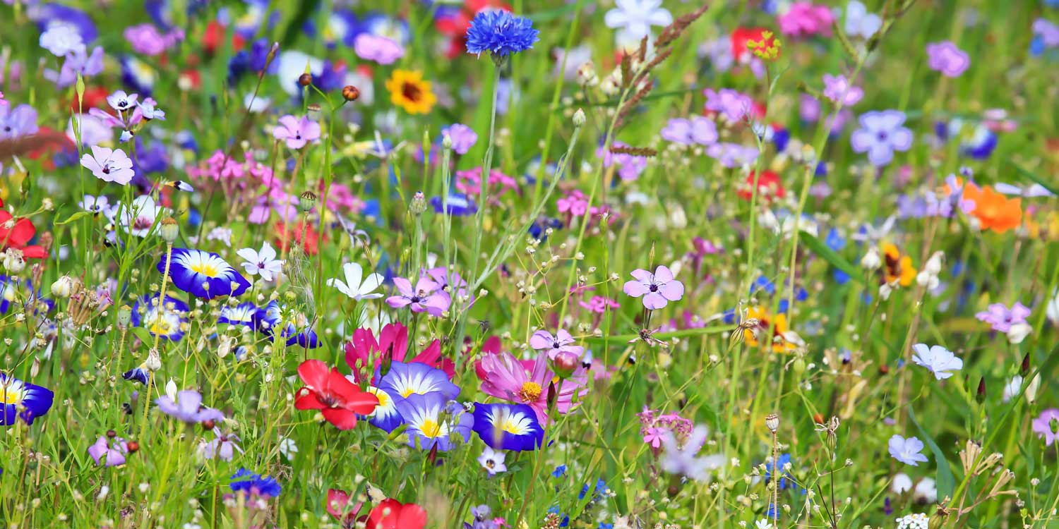 Nahaufnahme Wildblumenwiese