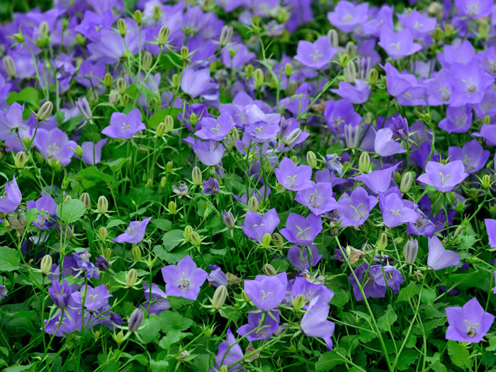 Üppiger Blütenflor der Karpatenglockenblume 'Blaue Clips'