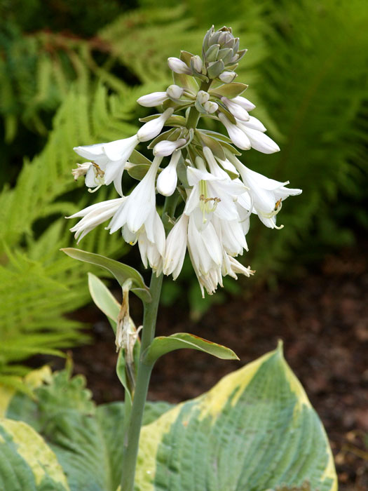 Hosta sieboldiana 'Frances Williams', Blaue Gelbrand-Funkie, Herzblatt-Lilie