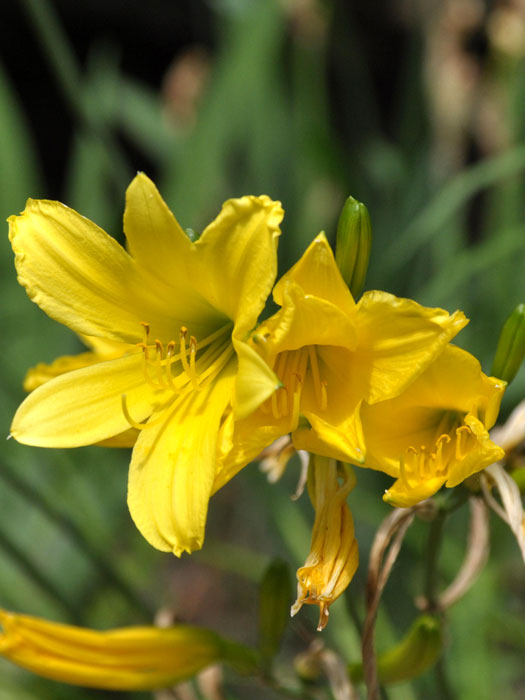 Hemerocallis lilioasphodelus (syn. flava), Wiesen-Taglilie