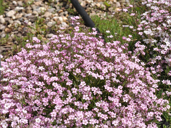 Das Polsterschleierkraut 'Rosea'