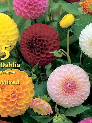 Pompon-Dahlien-Prachtmischung, Dahlia (Art.Nr. 522321)