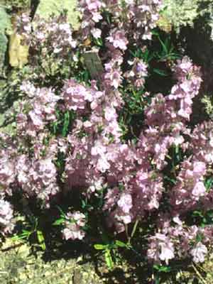 Veronica prostrata 'Mrs. Holt', Niederliegender Ehrenpreis