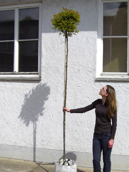 Quercus palustris 'Green Dwarf', Kugel-Sumpfeiche - Hochstamm