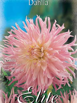 Kaktus-Dahlie 'Star Surprise', Dahlia (Art.Nr. 520344)