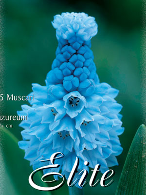 Traubenhyazinthe 'Azureum', Muscari (Art.Nr. 597178)