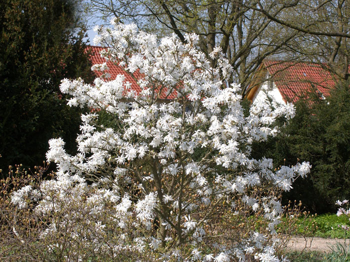 Sternmagnolie Strauch