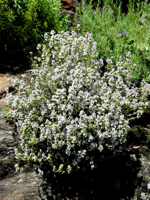 Wuchs des Thymus vulgaris