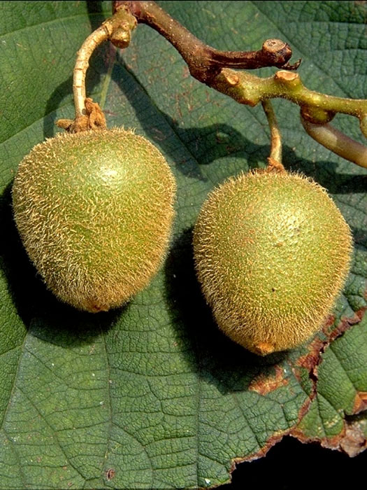 Selbstfruchtbare Kiwi 'Jenny'