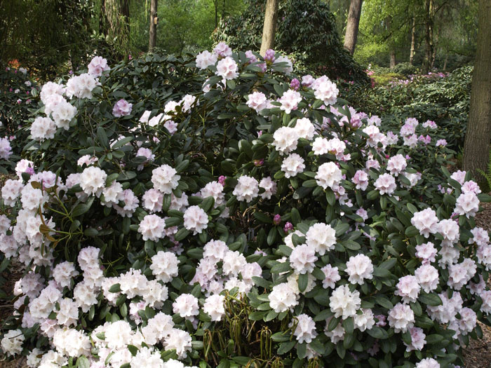 Rhododendron yak. 'Schneekrone' INKARHO®