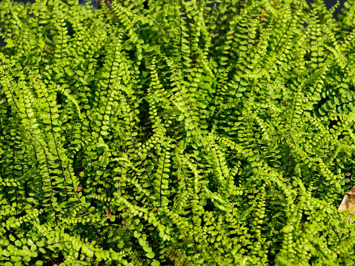 Asplenium trichomanes, (M) Mauerfarn, Steinfeder-Farn, brauner Streifenfarn