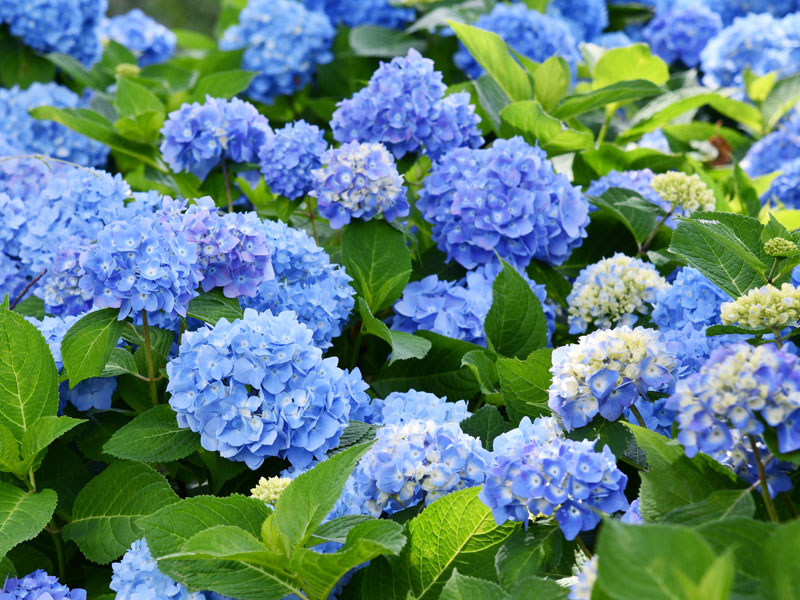 Hydrangea macrophylla 'Bela', Ballhortensie