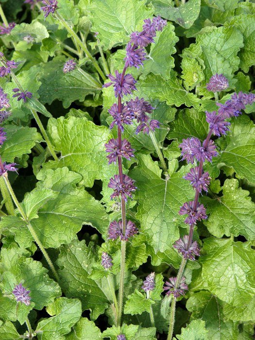 Salvia verticillata 'Purple Rain', Quirlblütiger Wildsalbei