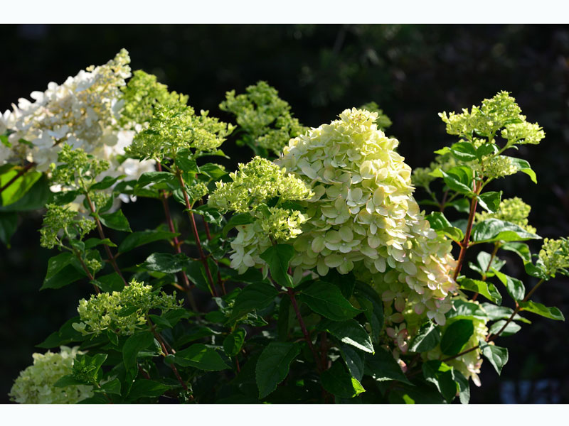 Hydrangea paniculata 'Little Lime'®, Zwerg-Rispen-Hortensie