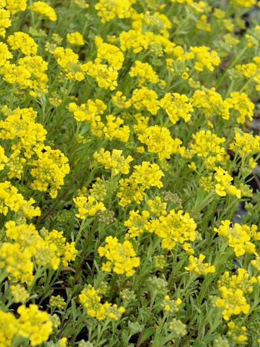 Alyssum montanum 'Berggold', Steinkraut, Steinkresse, Bergsteinkraut