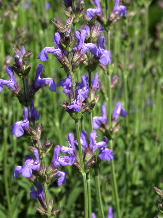 Salvia lavandulifolia, kleinblättriger Salbei, spanischer Salbei