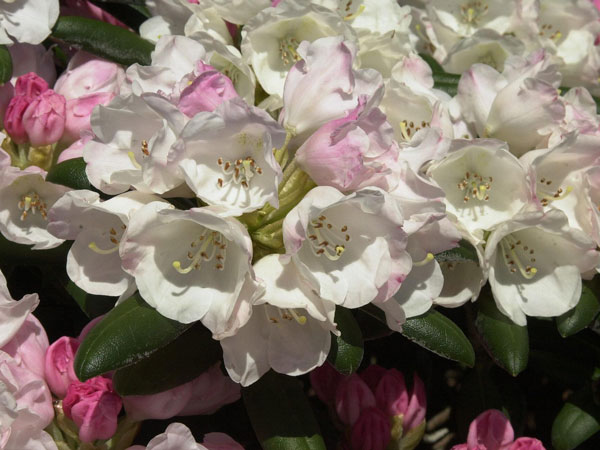 Rhododendron 'Koichiro Wada'