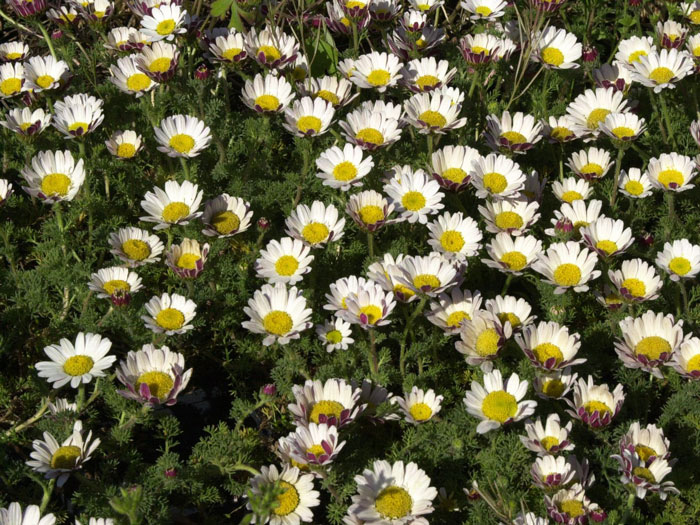 Anacyclus pyrethrum var. depressus, Ringblume, Marokko-Kamille, römischer Bertram