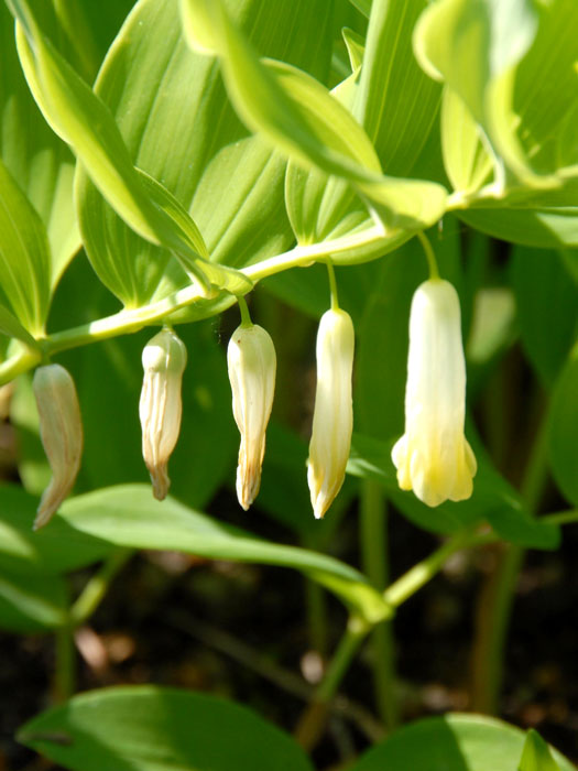 Polygonatum biflorum, Großes Salomonssiegel, Weißwurz