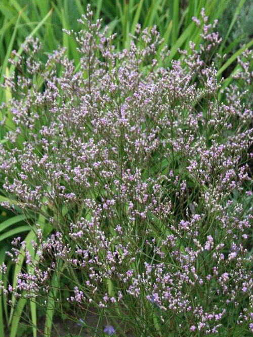 Limonium latifolium, breitblättriger Steppenschleier, Strandflieder, Meerlavendel