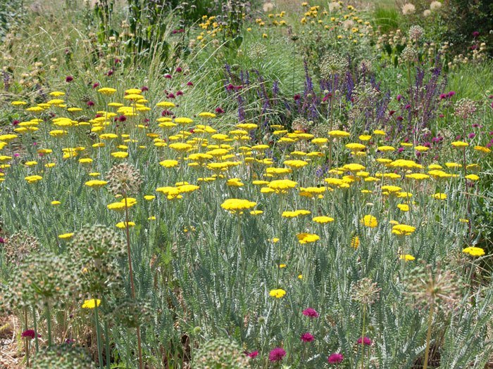 Achillea filipendulina 'Coronation Gold' (M), Schafgarbe, Goldquirl-Garbe