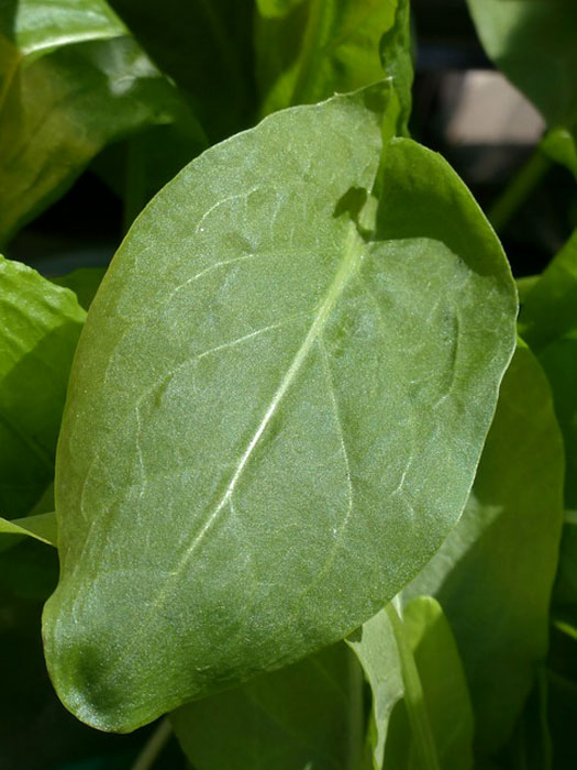 Sauerampfer, Rumex acetosa