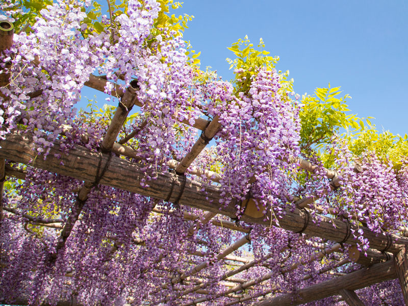 Blauregen an einer Pergola