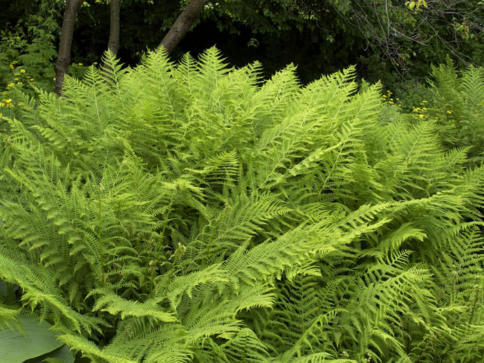 Athyrium filix-femina Frauenfarn, weiblicher Wurmfarn