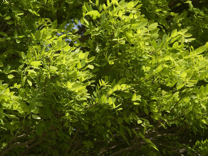 Robinia pseudo. 'Umbraculifera', Kugel-Robinie - Hochstamm