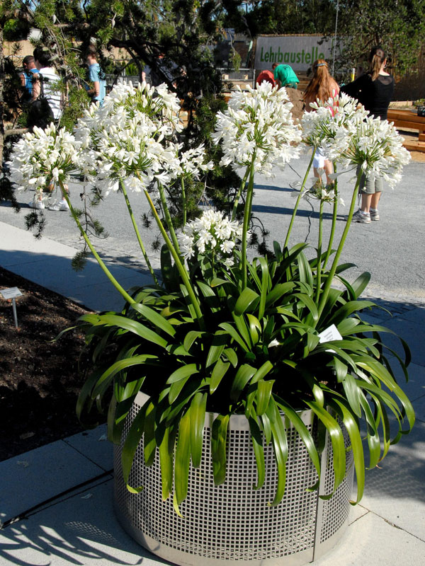 Agapanthus africanus 'Albus', weiße afrikanische Schmucklilie