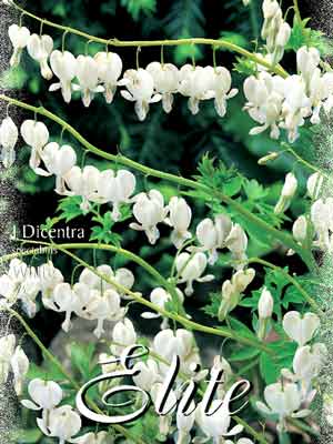 Tränendes Herz 'Alba', Dicentra spectabilis (Art.Nr. 521114)