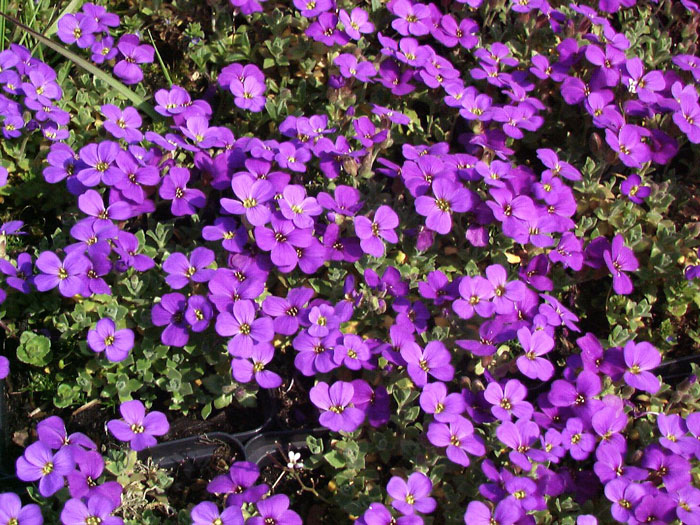 Aubrieta Hybride 'Blaumeise', Blaukissen