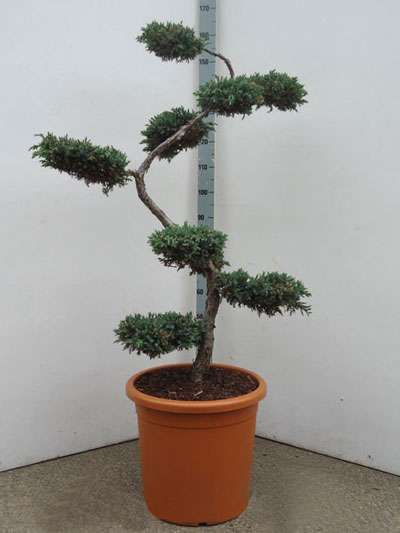 Juniperus squamata 'Blue Carpet' Bonsai-Form, XXL-Produkt