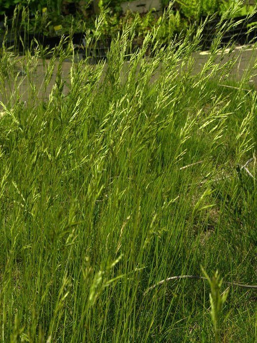 Festuca gautieri (scoparia) 'Pic Carlit', Kleiner Bärenfell-Schwingel