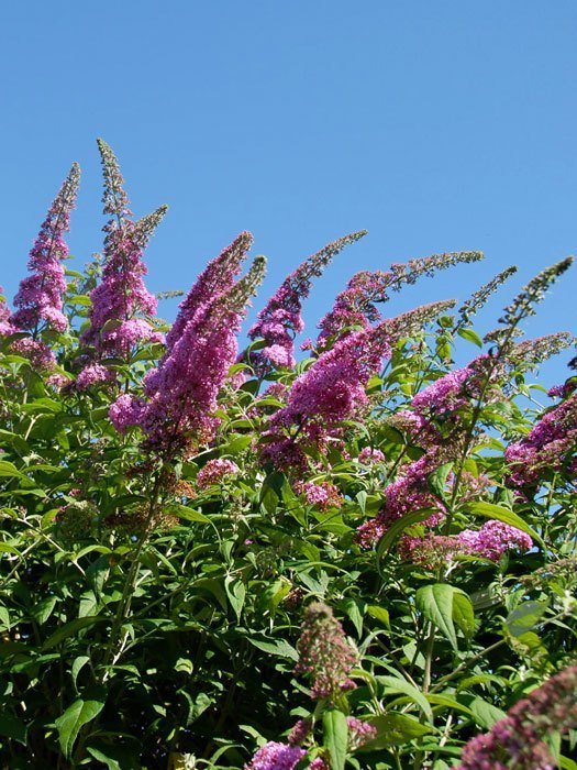 Zahlreiche Blütenstände des Sommerflieders 'Pink Delight'