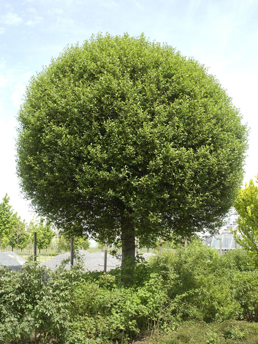 Prunus fruticosa 'Globosa', Kugel-Kirsche - Hochstamm