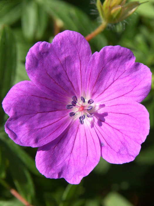 Blüte des blutroten Storchschnabels 