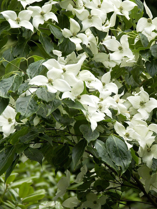 Blüten des Japanischen Hartriegels aus der Nähe