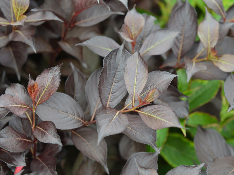 Weigela florida 'Alexandra', Rosa Weigelie