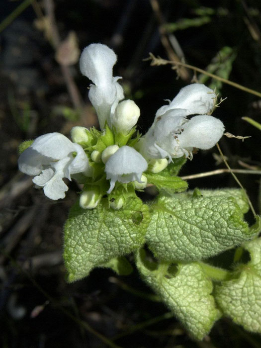 Lamium maculatum 'White Nancy', gefleckte Taubnessel, weiße Taubnessel