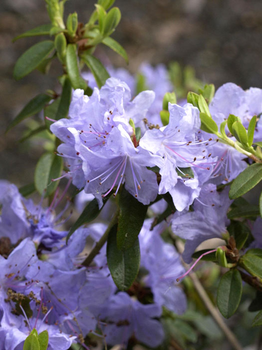 Rhododendron impeditum 'Blue Tit'