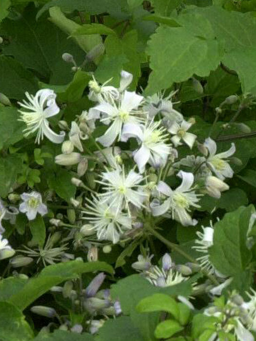 Clematis x jouiniana 'Praecox', Teppichwaldrebe