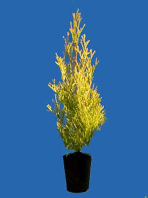 Thuja occidentalis Golden Smaragd