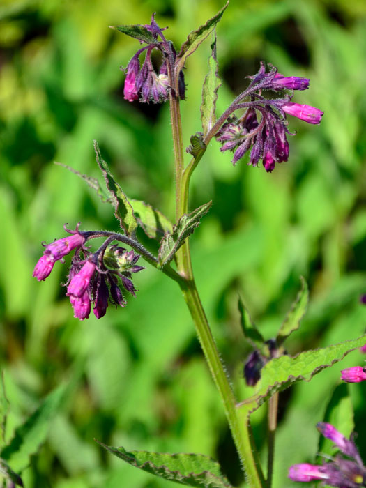 Symphytum officinale, Wilder Beinwell, Arznei-Beinwell