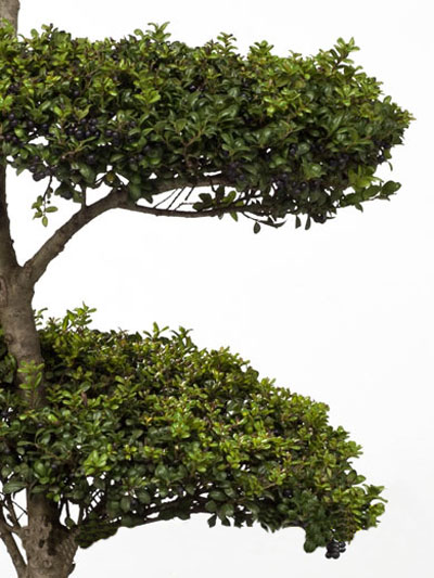 Ilex crenata Convexa - Bonsai, XXL-Produkt