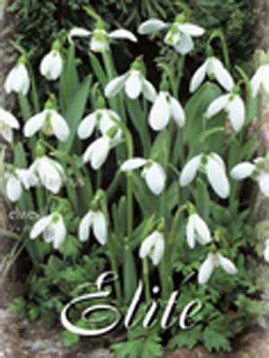 Schneeglöckchen 'Elwesii', Galanthus (Art.Nr. 596790)