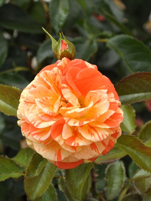 Blüte der Rose Papagena