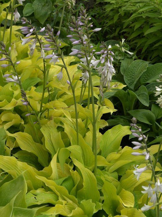 Hosta plantaginea 'Sun Power', Lilien-Funkie, Herzblatt-Lilie